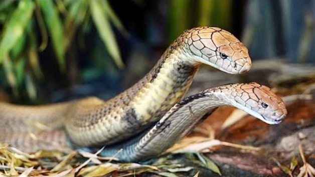 Mơ thấy rắn đánh con gì? Giải mã điềm báo giấc mơ thấy rắn chi tiết nhất