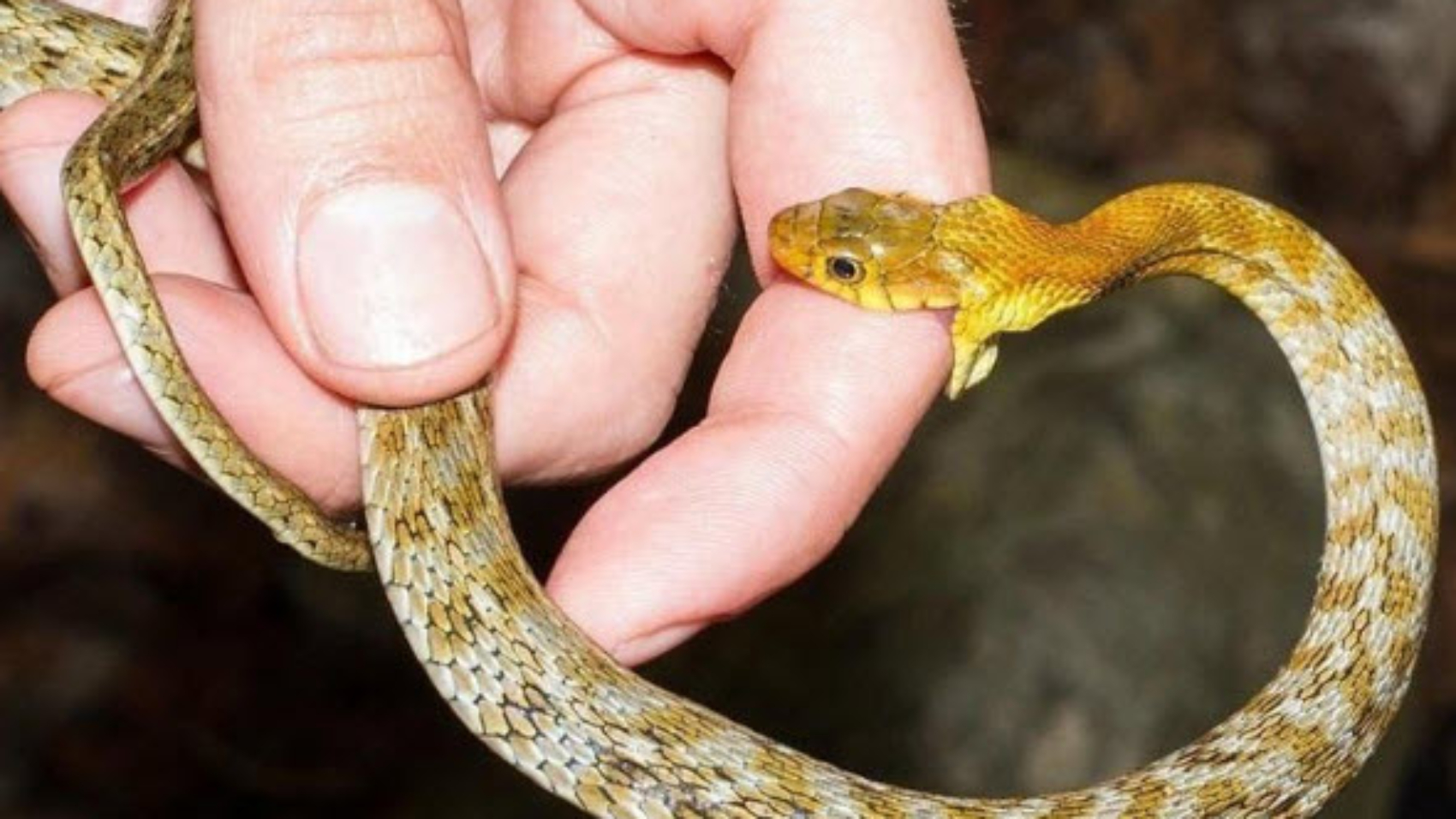 Nằm mơ thấy bị rắn cắn là điềm gì? Giải mã giấc mơ và con số may mắn