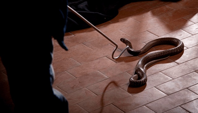 Nằm mơ thấy giết rắn đánh con gì? Giải mã giấc mơ vượt qua hiểm nguy và hóa giải vận xui