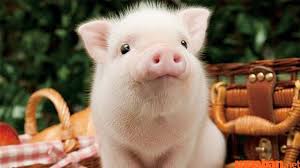 Nằm mơ thấy heo là điềm gì, đánh con nào? Giải mã giấc mơ về tài lộc và sung túc