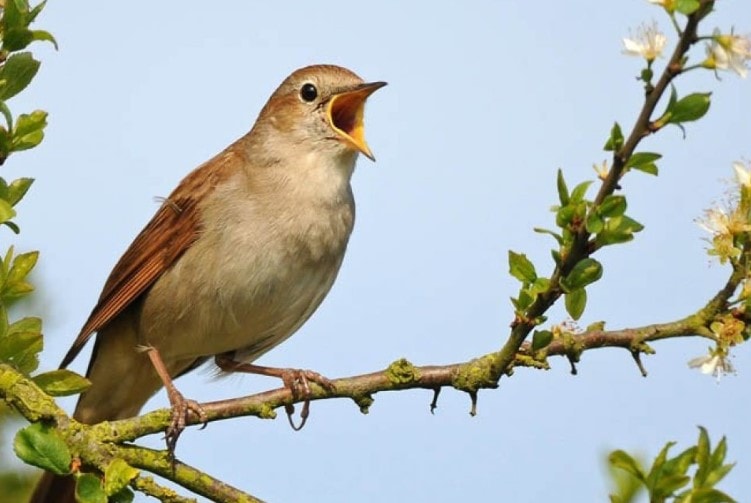 Nằm mơ thấy chim là điềm gì, đánh con nào? Giải mã giấc mơ về tự do và điềm lành