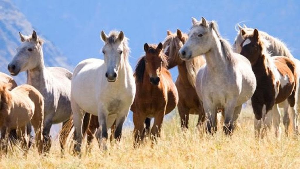 Nằm mơ thấy ngựa là điềm gì, đánh con nào? Giải mã giấc mơ về tự do và thành công