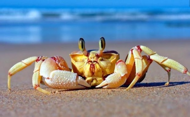 Nằm mơ thấy cua là điềm gì, đánh con nào? Giải mã giấc mơ về kiên trì, bảo vệ và vận khí vững vàng