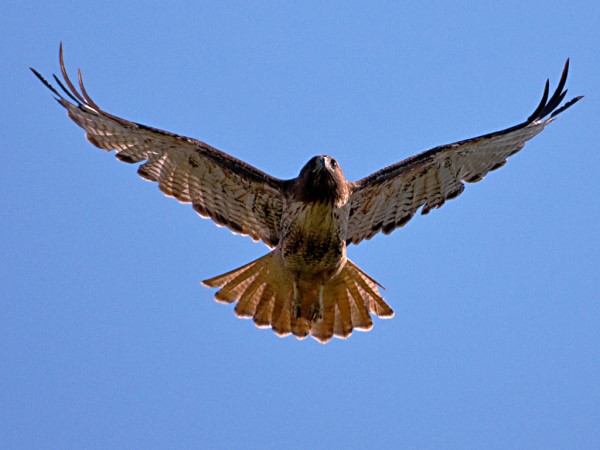 Nằm mơ thấy diều hâu đánh con gì? Giải mã điềm báo tầm nhìn và sức mạnh nội tâm