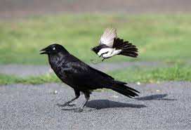 Nằm mơ thấy quạ đánh con gì? Giải mã trực giác và cảnh báo từ tiềm thức