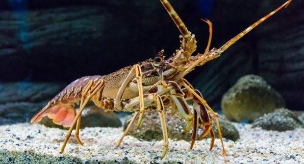 Nằm mơ thấy tôm đánh con gì? Giải mã vận may và tín hiệu đổi đời