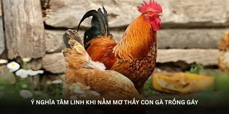 Nằm mơ thấy con gà - Điềm báo tài lộc hay thách thức